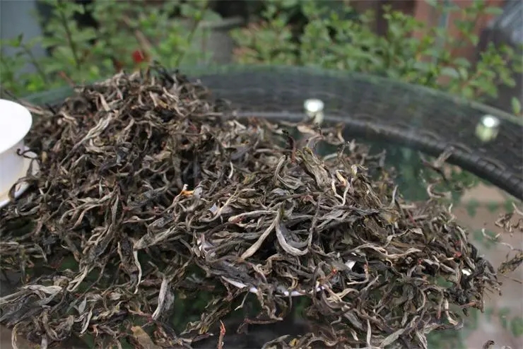 2023冰島古樹春茶品質(zhì)如何？