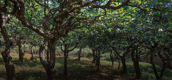 2023年小戶(hù)賽古樹(shù)春茶品質(zhì)怎么樣？