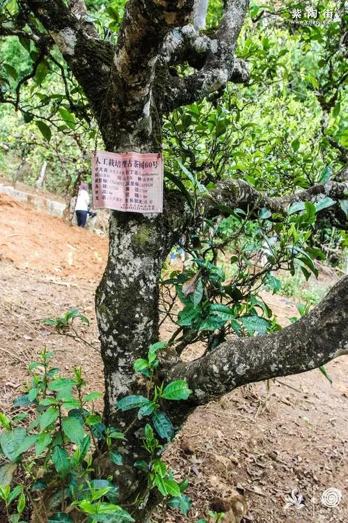 2023年小戶賽古樹春茶特點是什么？