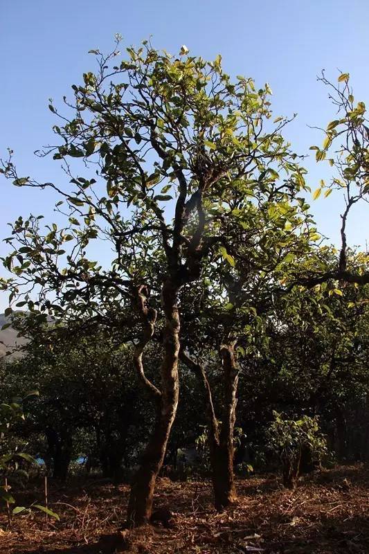 2023年小戶賽古樹春茶多少錢一公斤？