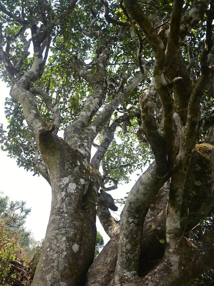 2023年白鶯山古樹春茶多少錢一公斤？