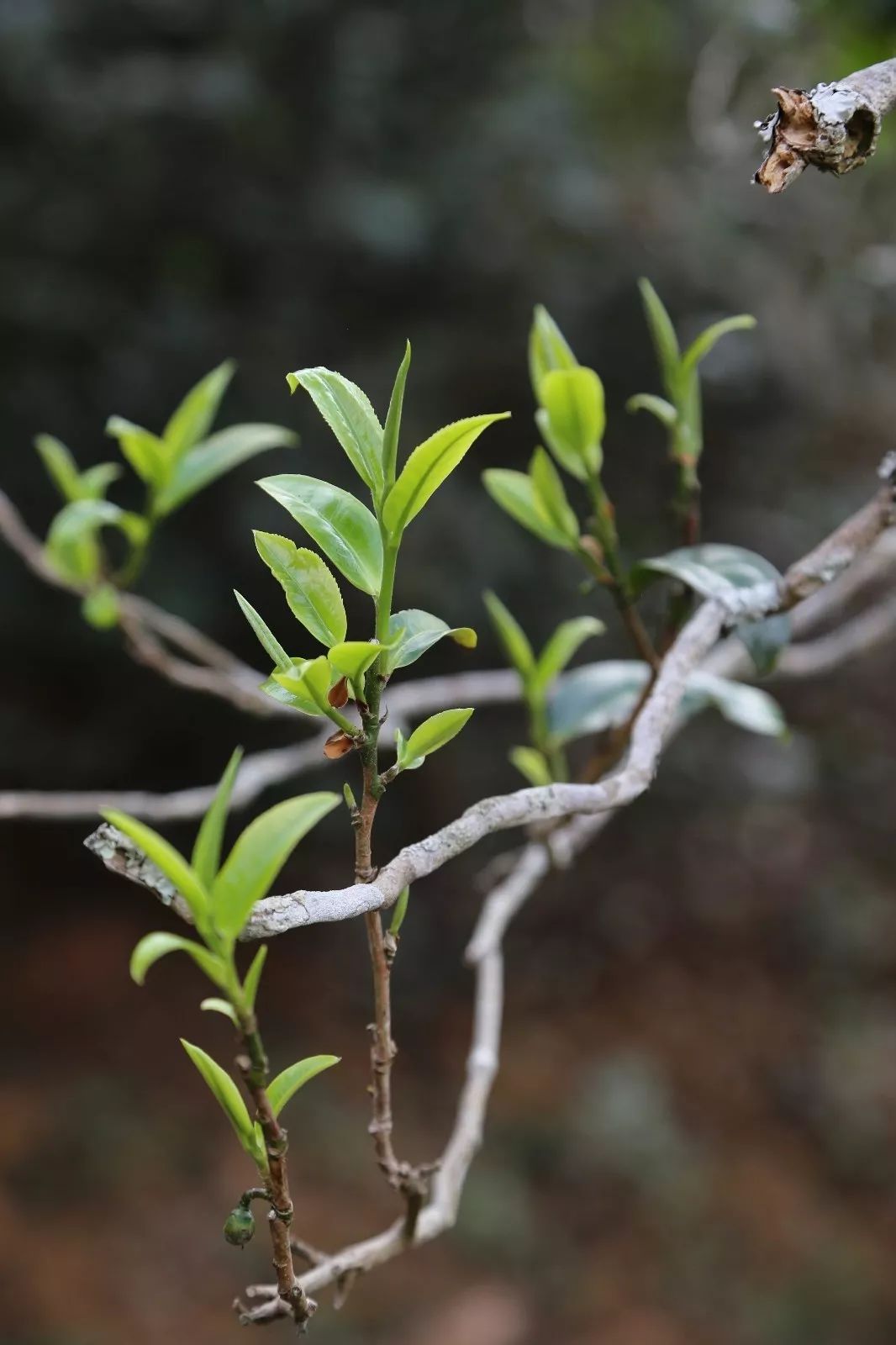 2023年昔歸古樹(shù)春茶特點(diǎn)是什么？