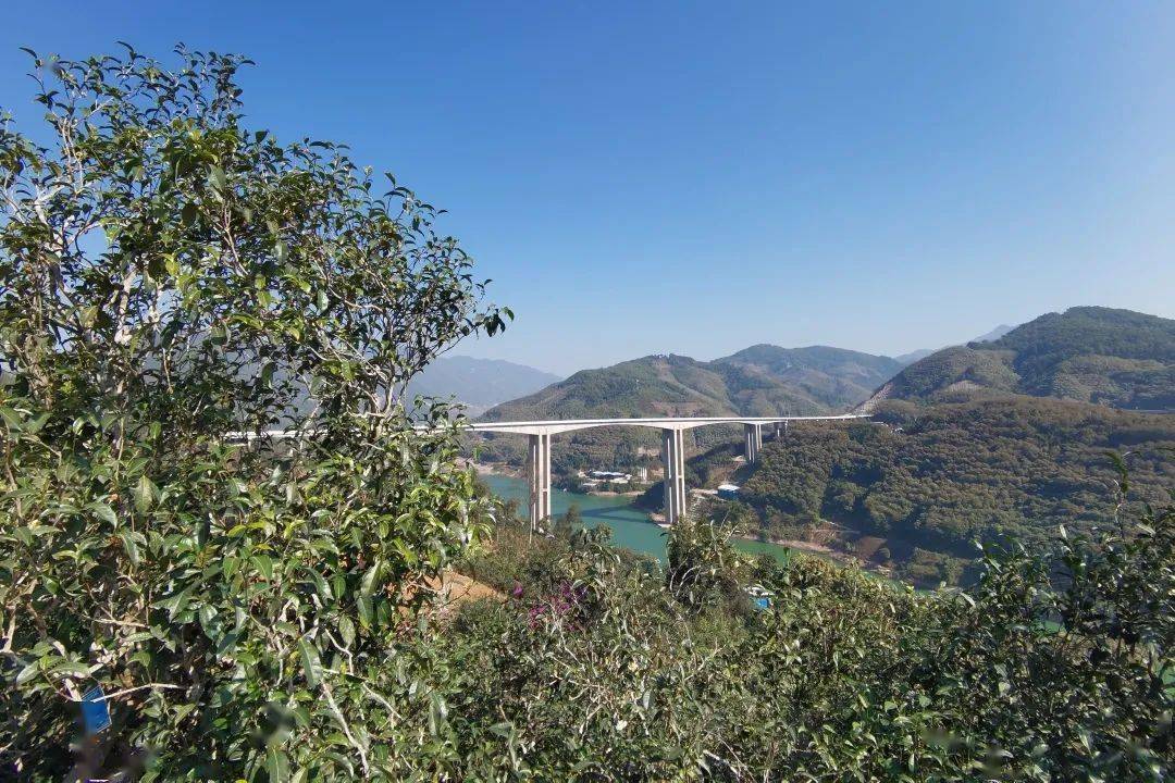 2023年邦東古樹春茶口感怎么樣？