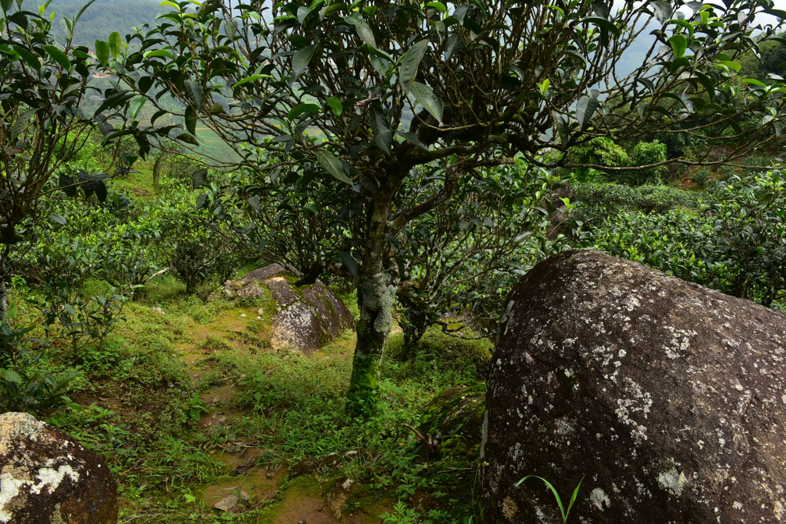 2023年邦東古樹春茶特點是什么？