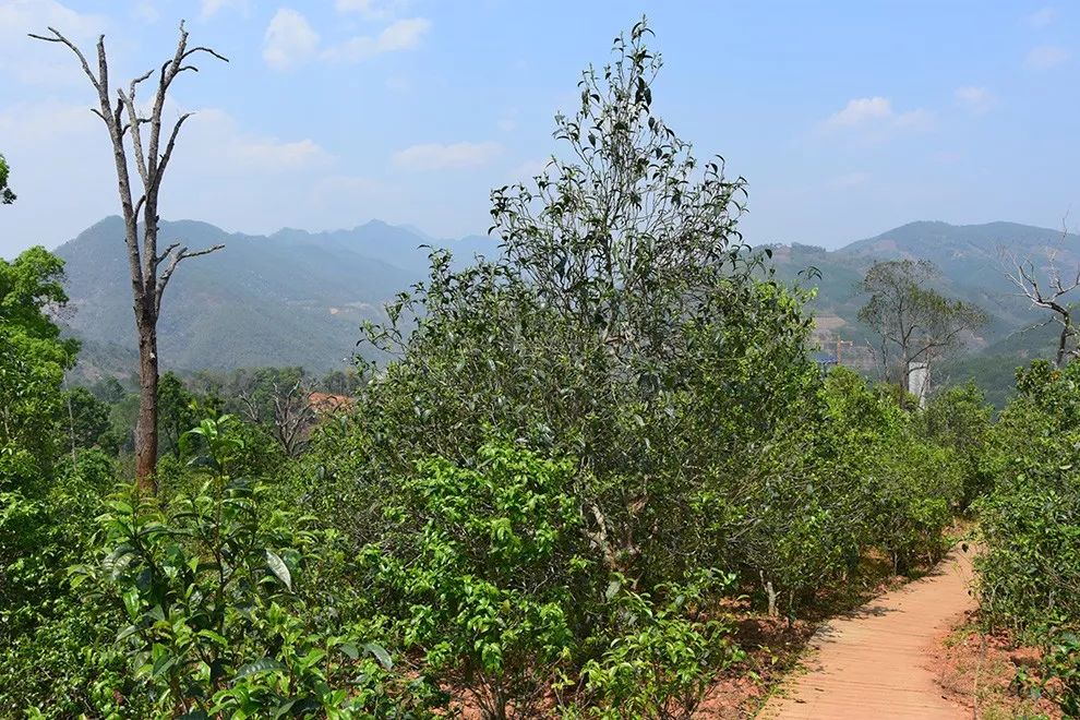 2023年邦東古樹春茶價格是多少？