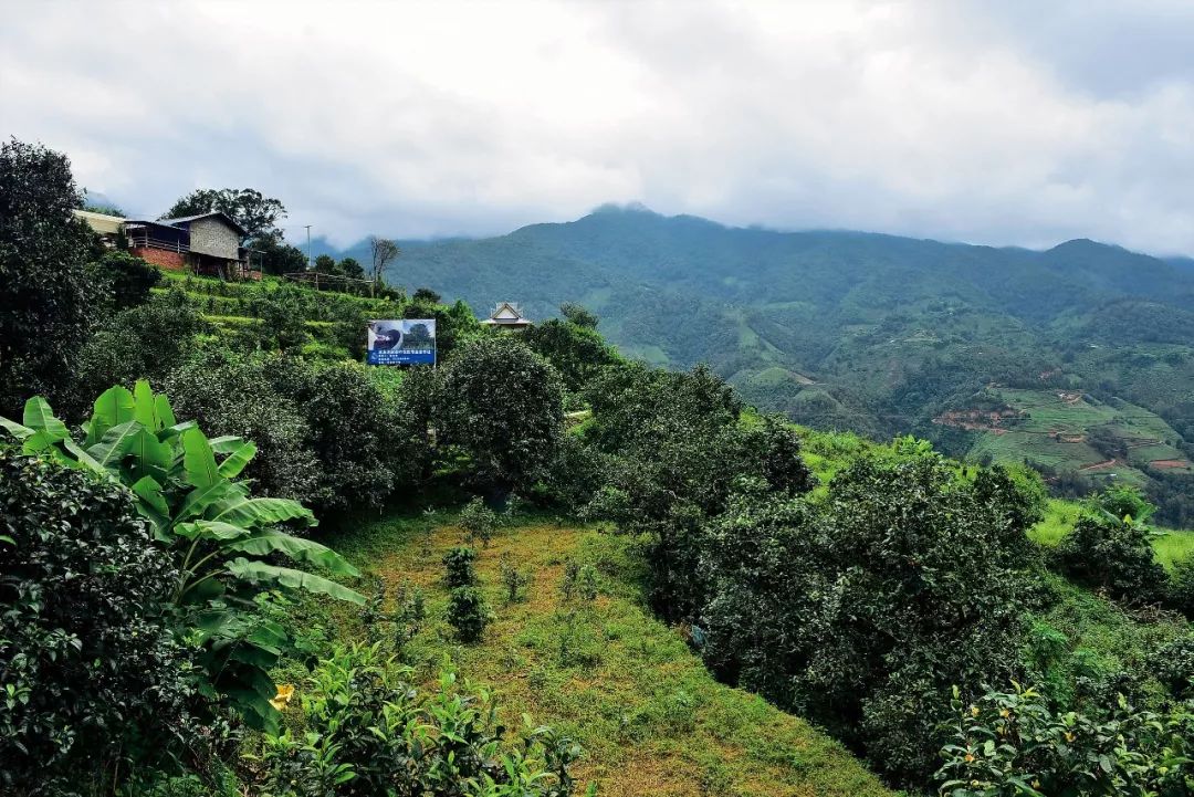 2023年邦東古樹春茶多少一公斤？