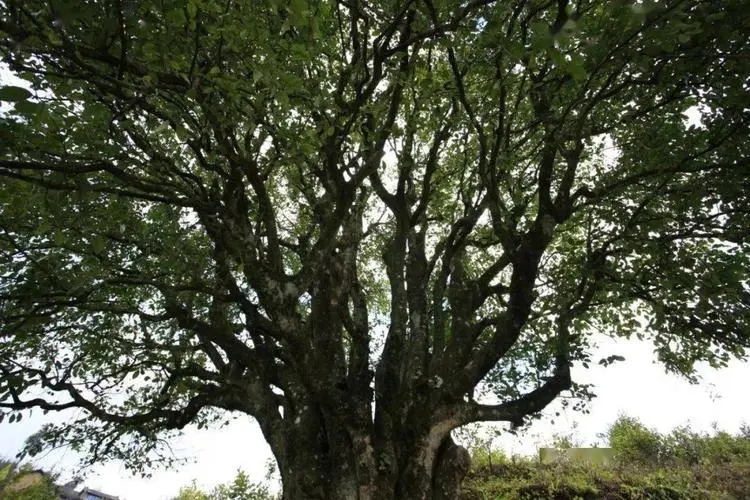 2023年香竹箐古樹春茶品質(zhì)怎么樣？