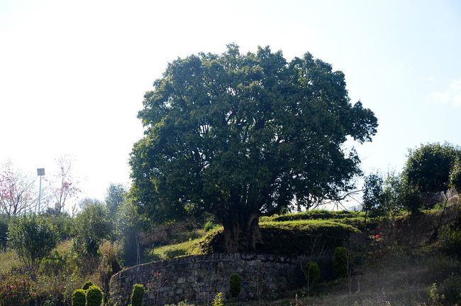 2023年香竹箐古樹春茶特點是什么？