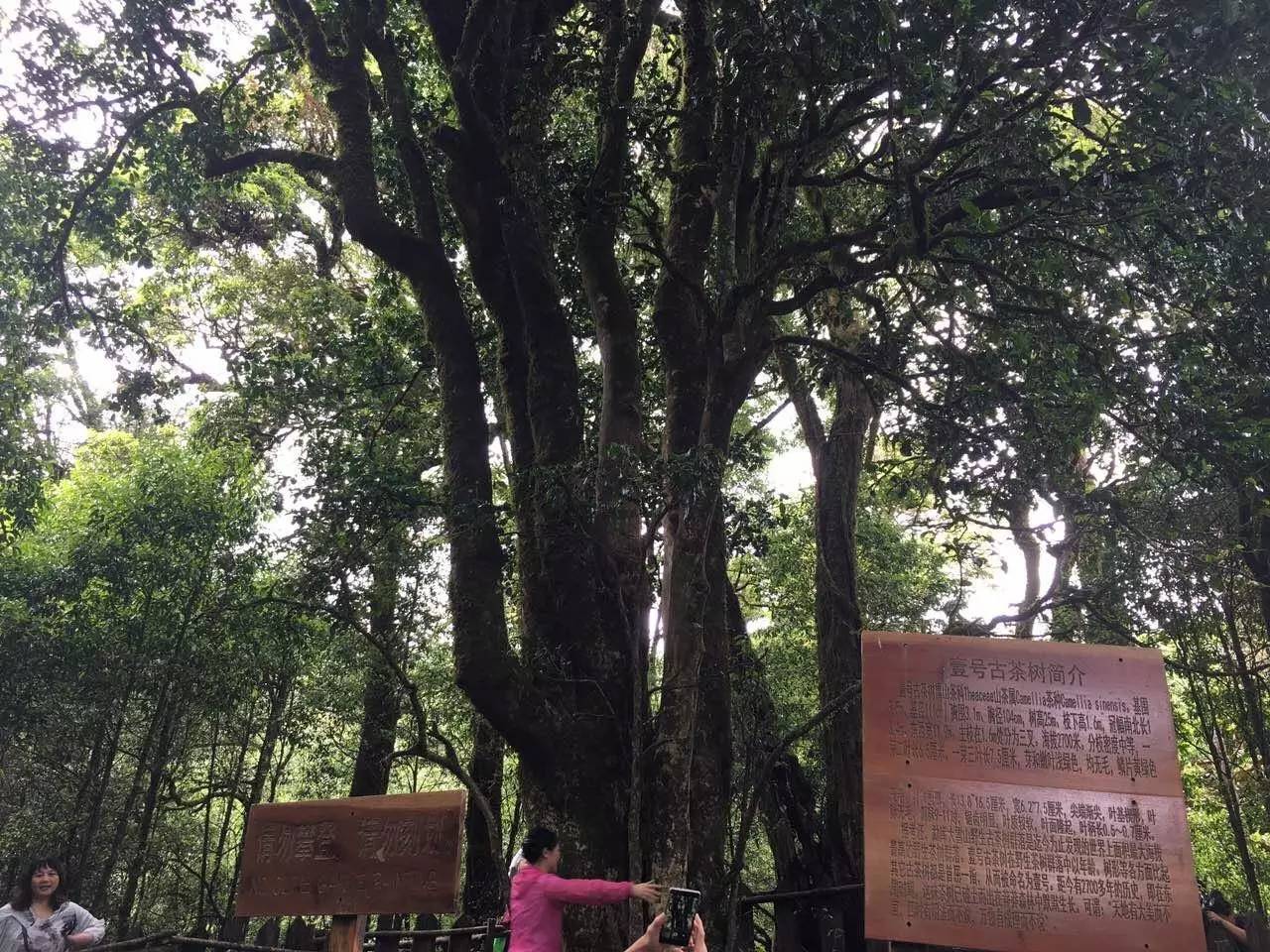 2023年大雪山古樹春茶品質(zhì)怎么樣？