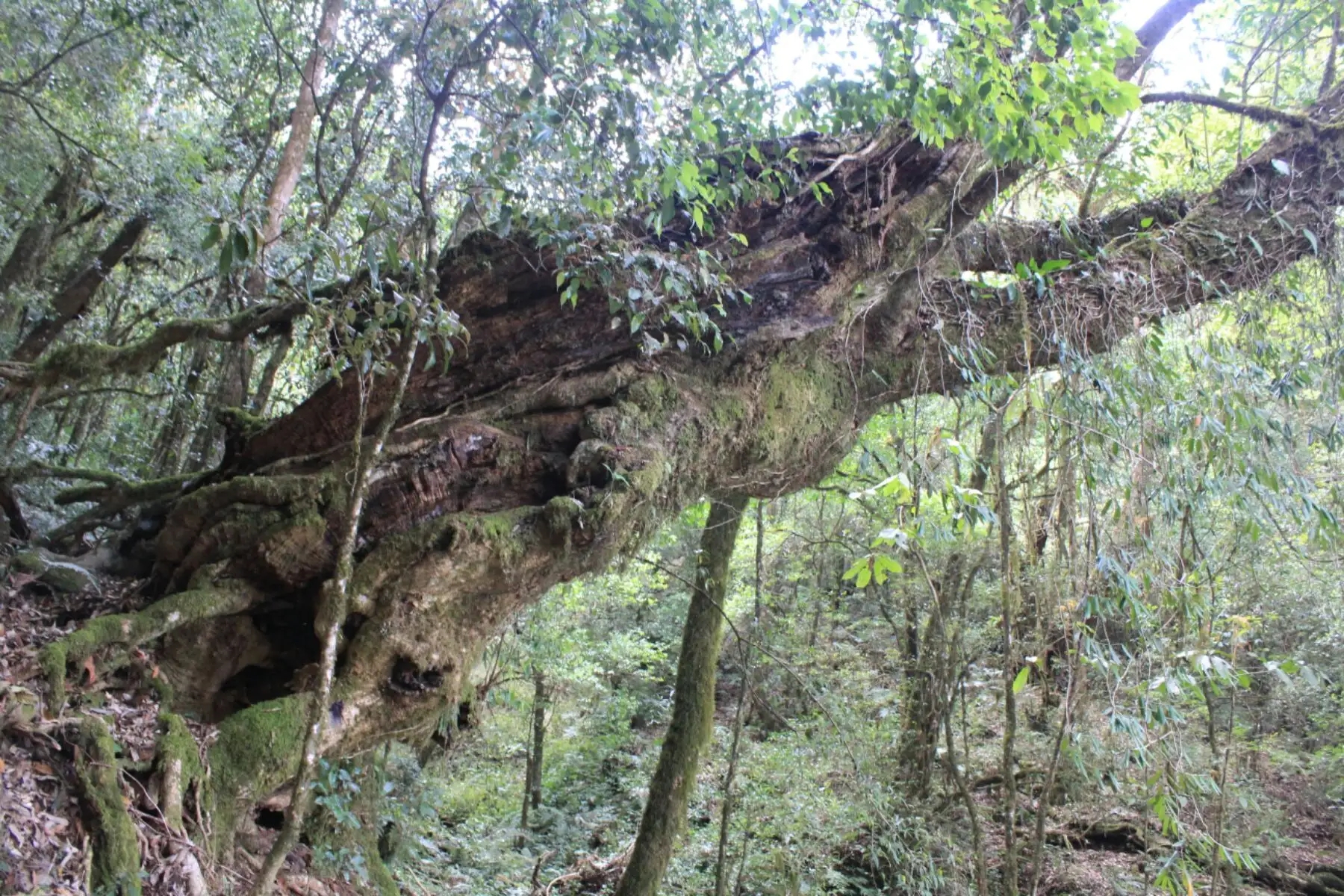 2023年大雪山古樹(shù)春茶口感怎么樣？