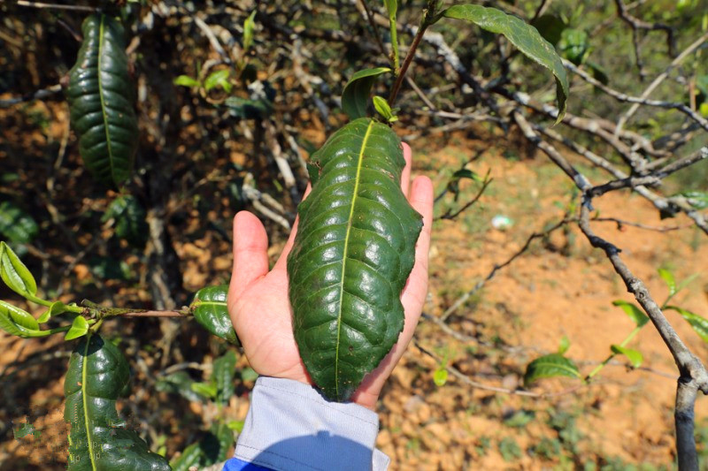 2023年忙肺古樹春茶品質(zhì)怎么樣？