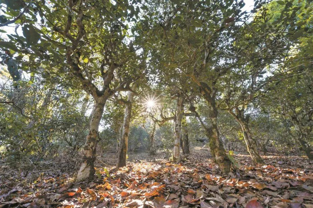 2023年忙肺古樹春茶特點(diǎn)是什么？