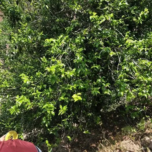 2023年那罕古樹春茶品質(zhì)如何？