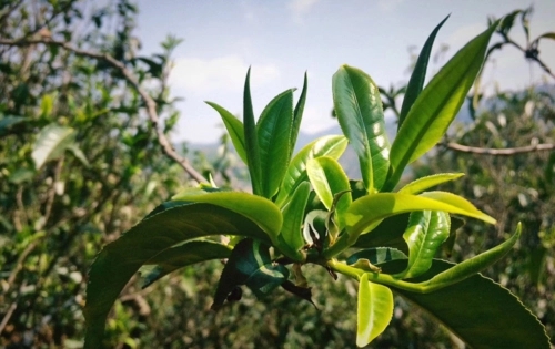 2023年小戶賽古樹春茶品質(zhì)怎么樣？