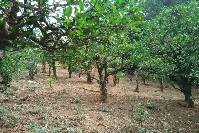 2023年小戶賽古樹春茶多少一公斤？