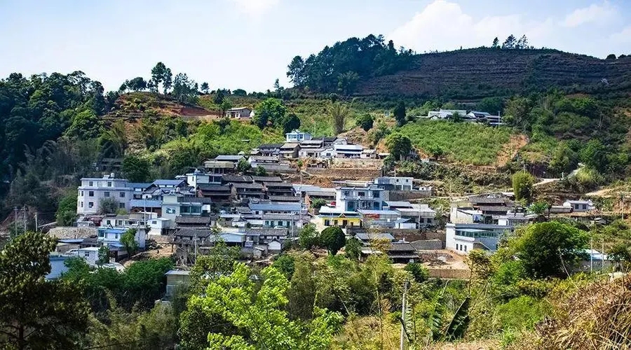 2023年正氣塘古樹春茶口感如何？