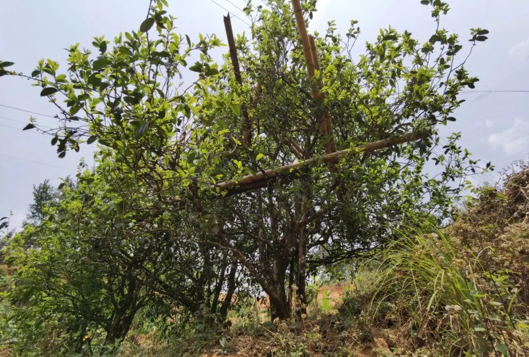 2023年正氣塘古樹春茶價(jià)格是多少?