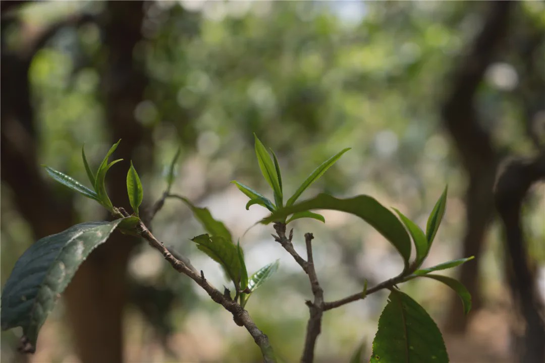 2023年壩糯古樹(shù)春茶品質(zhì)如何？