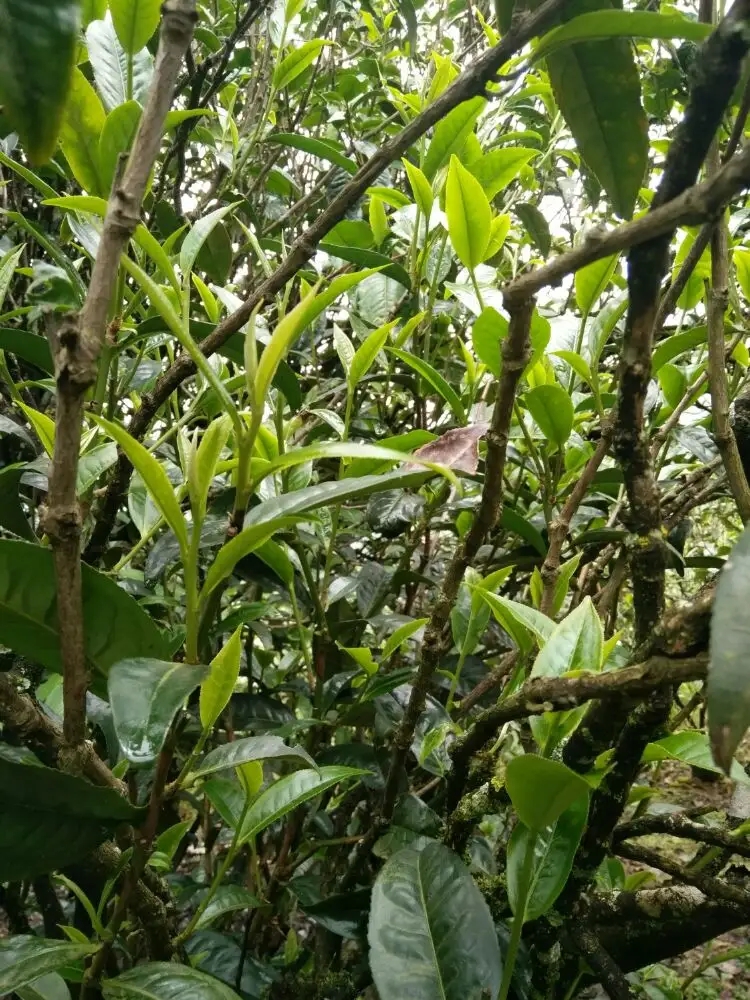 2023年壩糯古樹(shù)春茶口感怎么樣？