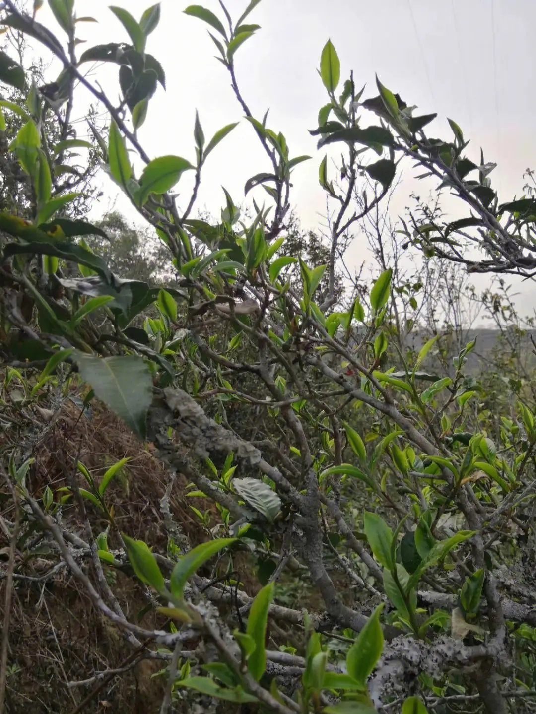 2023年壩糯古樹(shù)春茶多少一公斤？