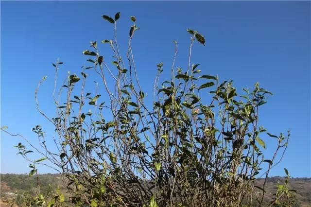 2023年那蕉古樹(shù)春茶品質(zhì)如何？