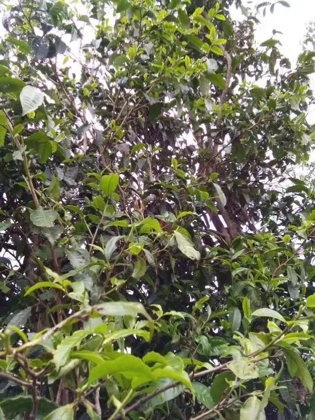 2023年那蕉古樹(shù)春茶口感怎么樣？