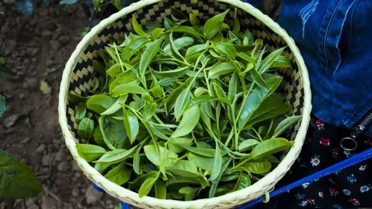 2023年那蕉古樹(shù)春茶特點(diǎn)是什么？