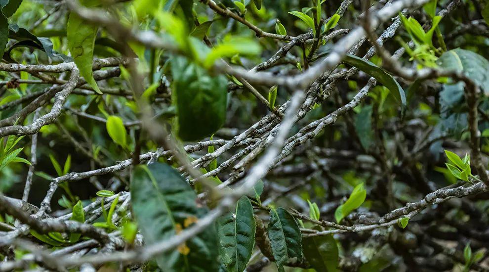 2023年那蕉古樹(shù)春茶多少一公斤？