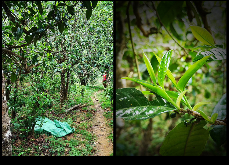 2023年南迫古樹(shù)春茶特點(diǎn)是什么？