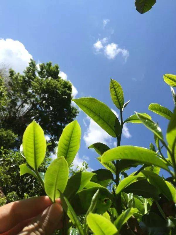 2023年南迫古樹(shù)春茶價(jià)格是多少？