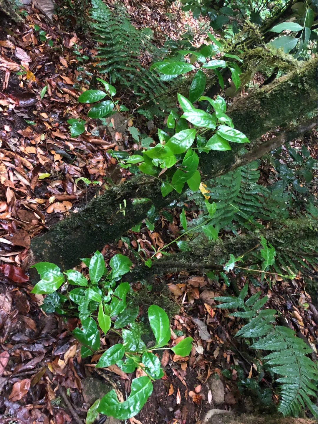 2023年南迫古樹(shù)春茶多少一公斤？