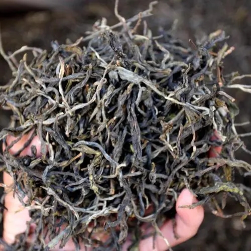 2023年地界古樹(shù)春茶品質(zhì)如何？