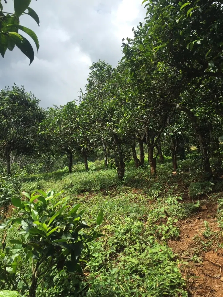 2023年地界古樹(shù)春茶特點(diǎn)是什么？