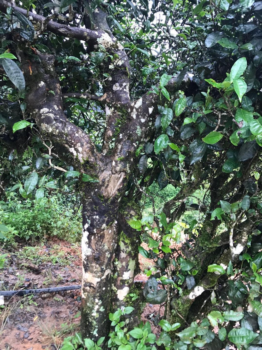 2023年地界古樹(shù)春茶價(jià)格是多少？