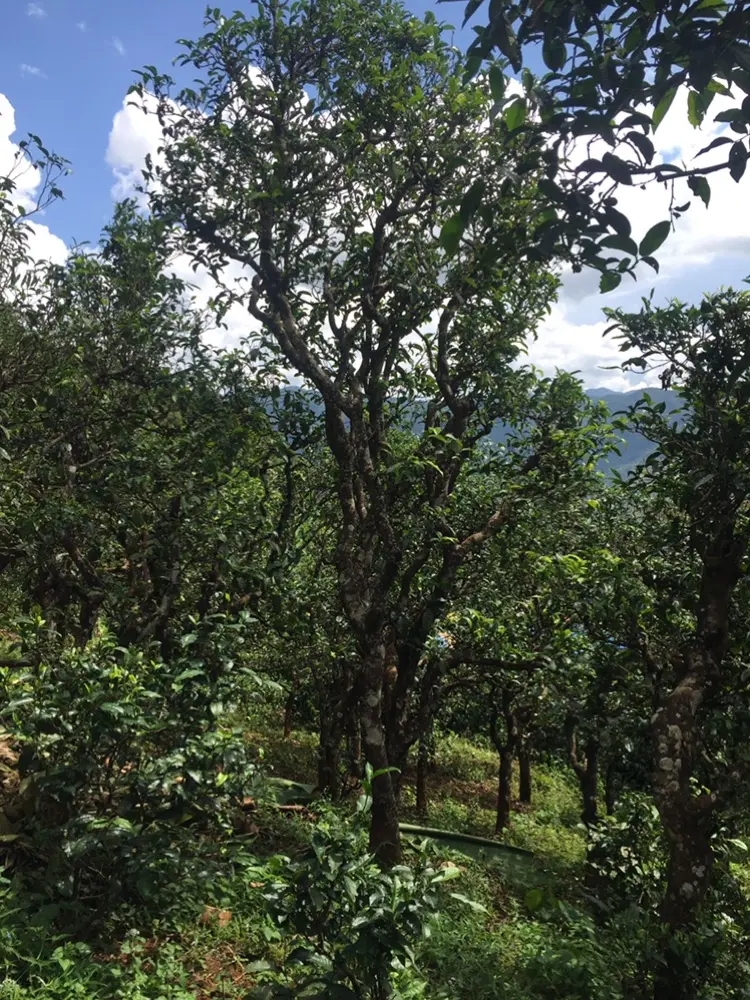 2023年地界古樹(shù)春茶多少錢(qián)一公斤？