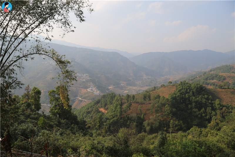 2023年壩歪古樹(shù)春茶品質(zhì)如何？