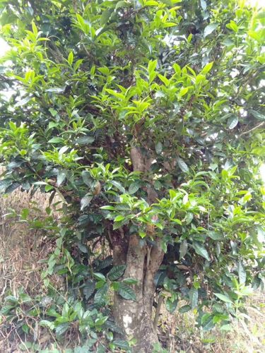 2023年壩歪古樹(shù)春茶口感怎么樣？