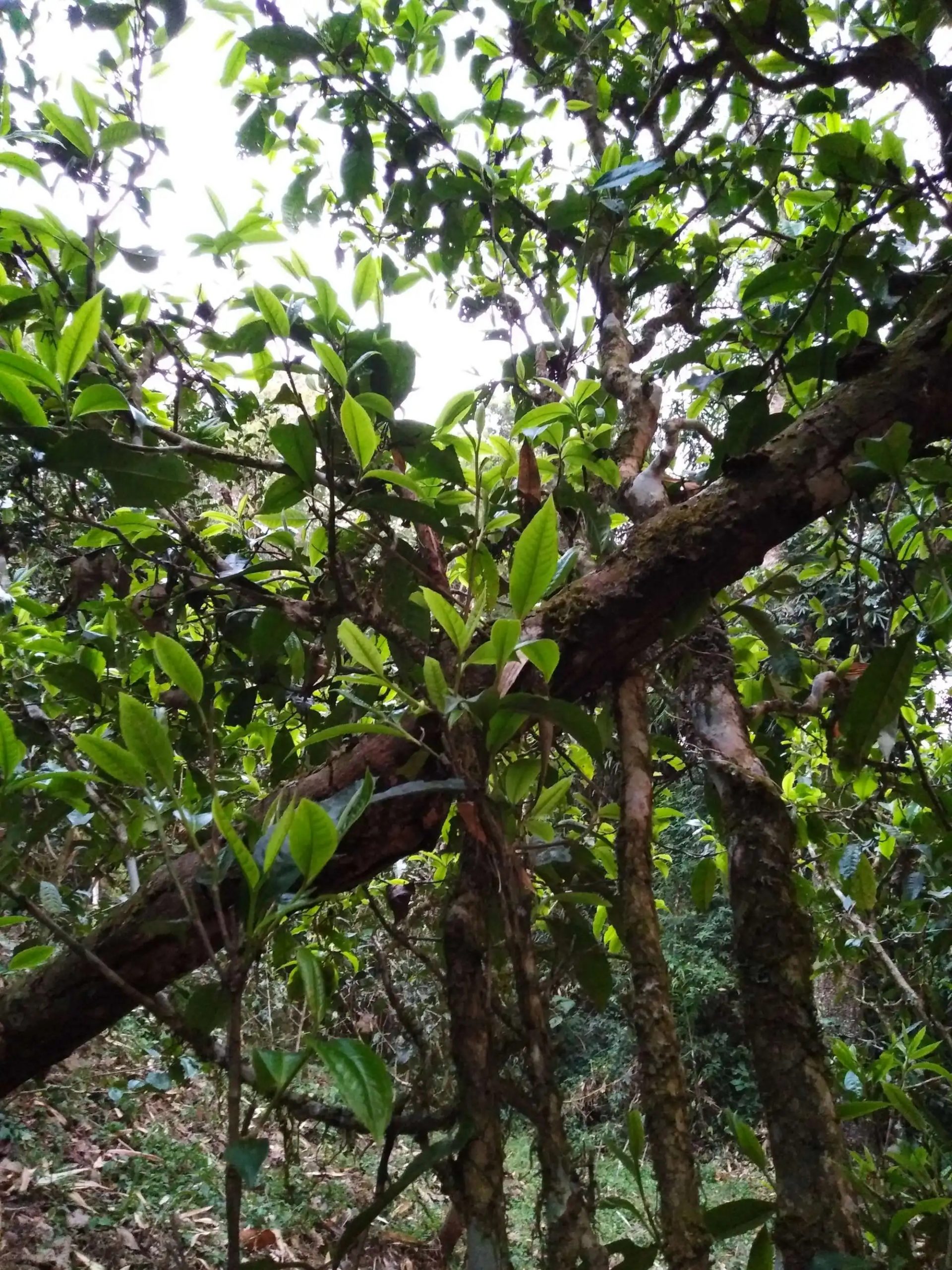 2023年糯伍古樹(shù)春茶品質(zhì)如何？