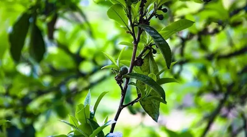 2023糯伍古樹(shù)春茶價(jià)格是多少？