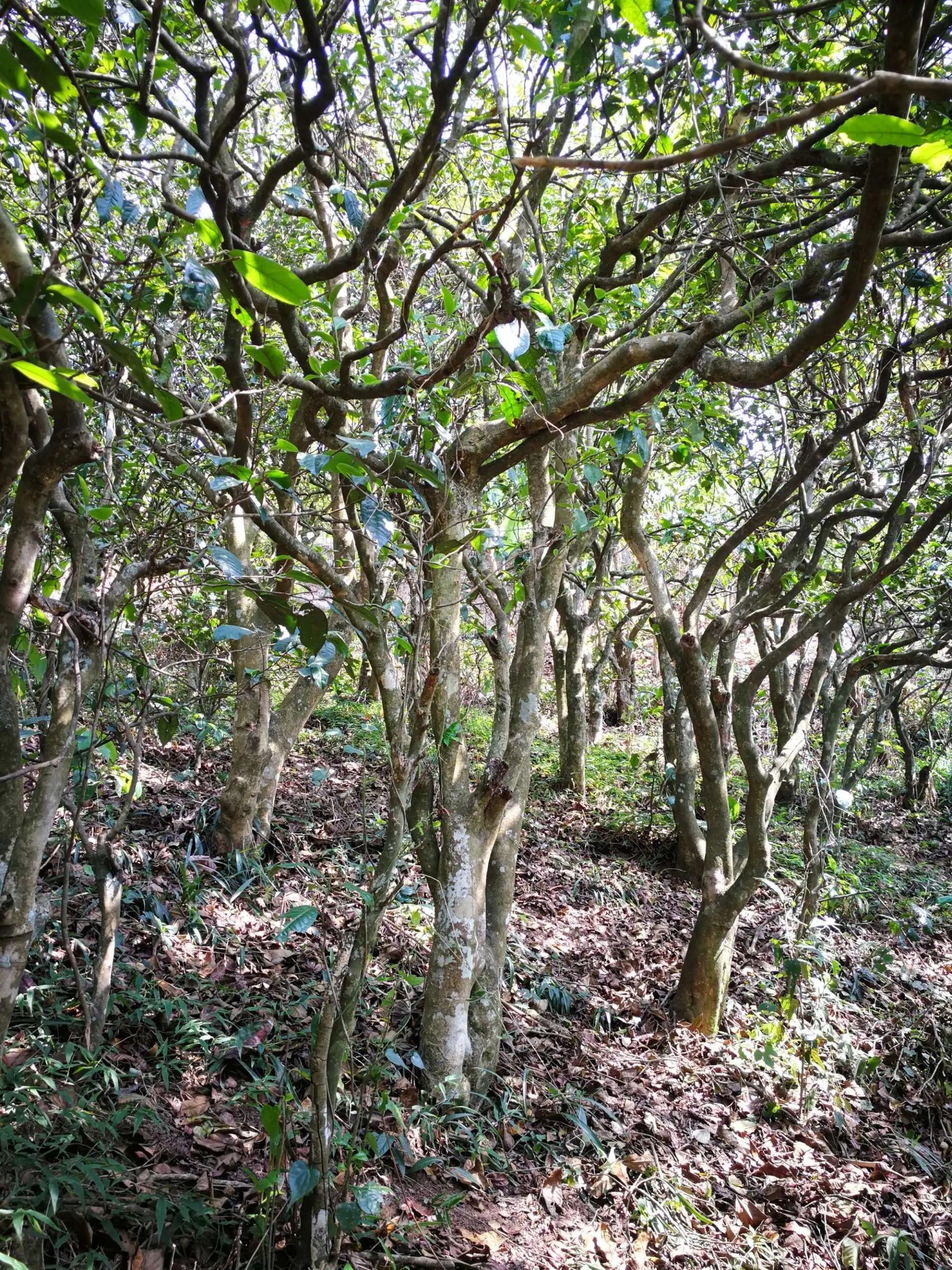 2023年糯伍古樹(shù)春茶多少一公斤？