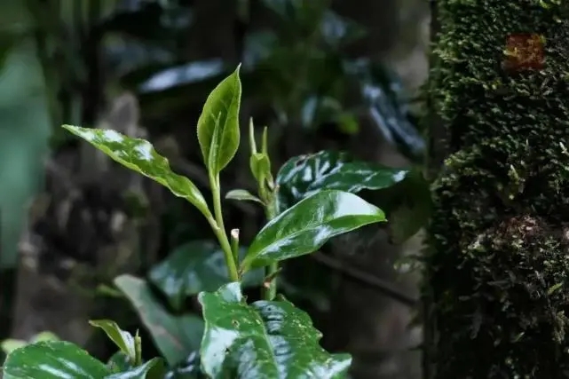 2023年薄荷塘古樹(shù)春茶品質(zhì)怎么樣？