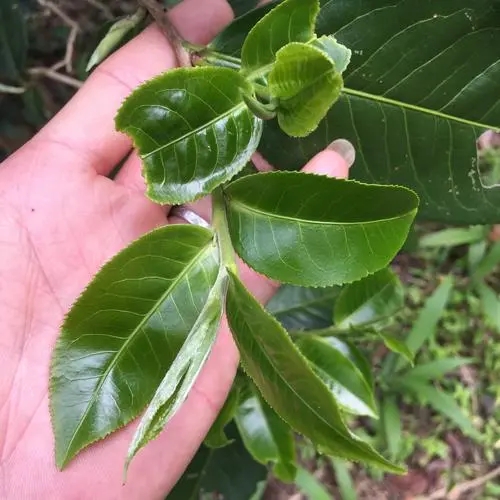 2023年薄荷塘古樹(shù)春茶口感如何？