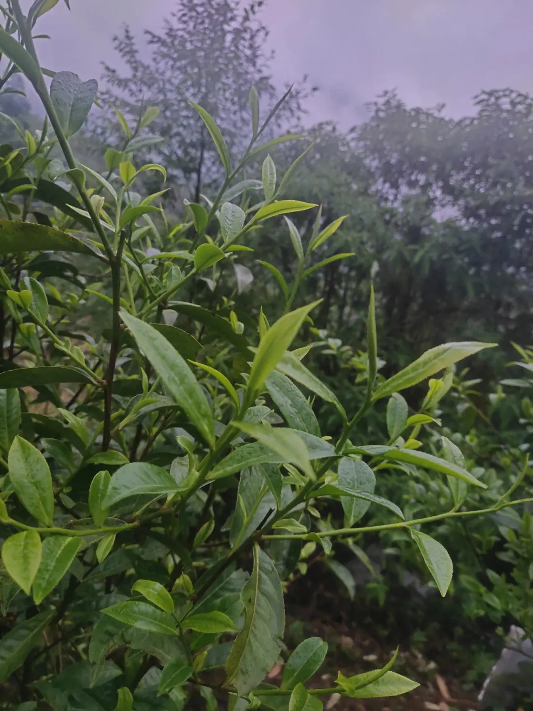 2023年薄荷塘古樹(shù)春茶特點(diǎn)？