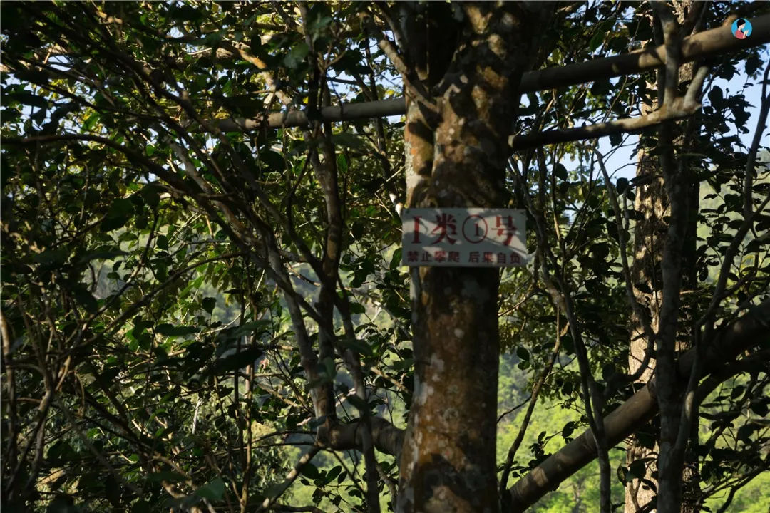 2023年薄荷塘古樹(shù)春茶價(jià)格是多少？