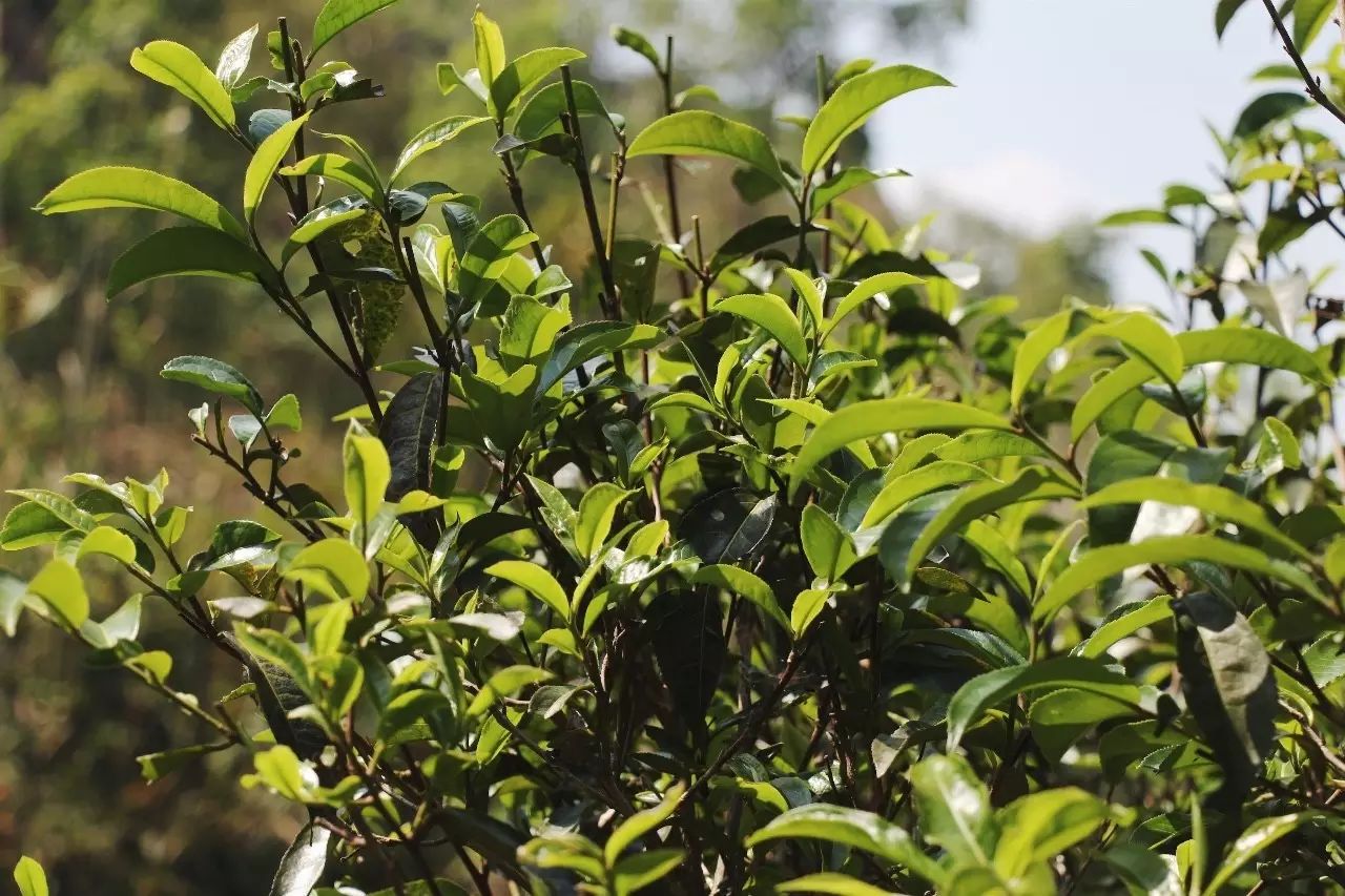 2023年彎弓古樹(shù)春茶品質(zhì)如何？