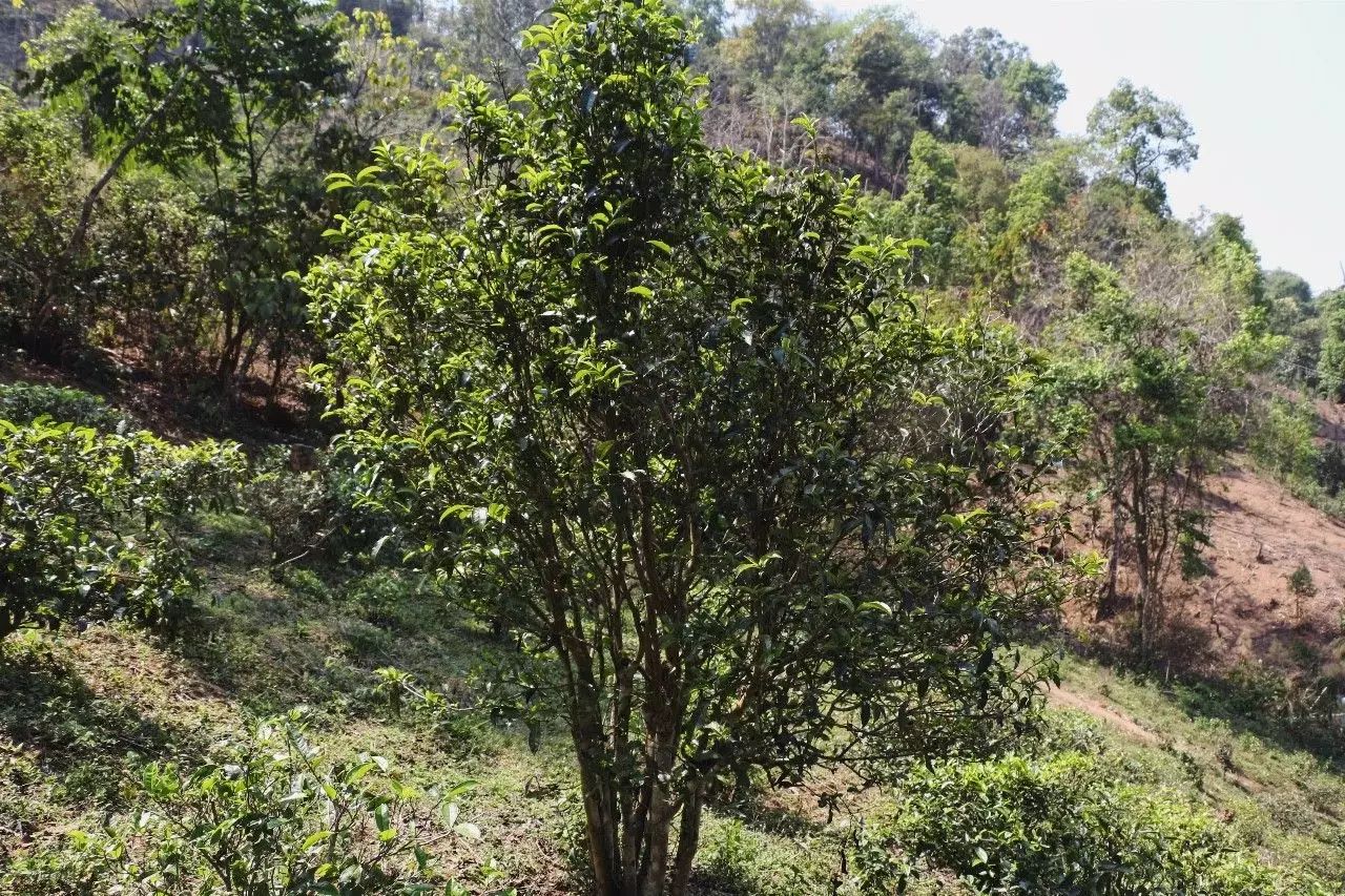 2023年彎弓古樹春茶價(jià)格是多少？