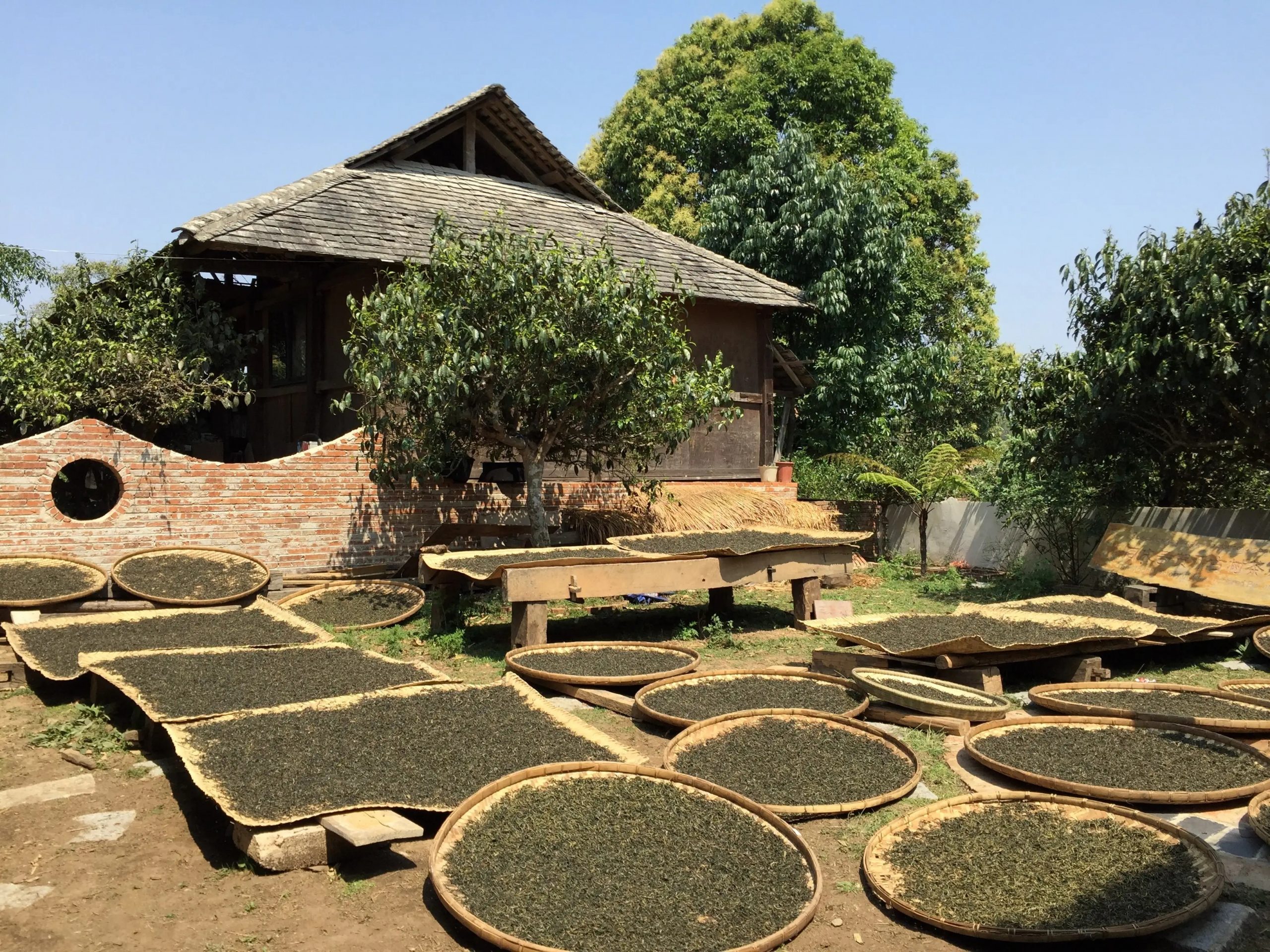 2023年彎弓古樹春茶多少一公斤？