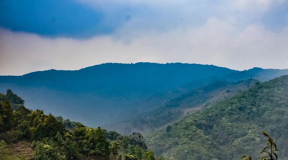 2023年勐庫大忠山古樹春茶品質(zhì)怎么樣？