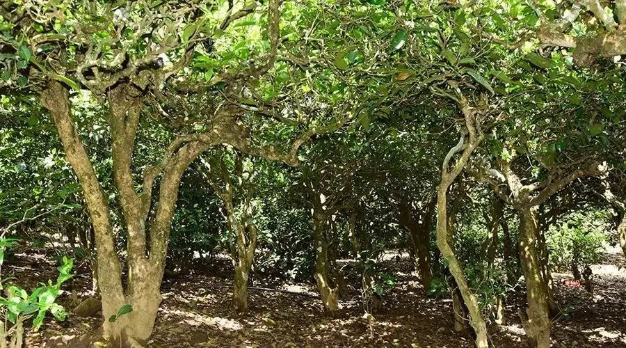 2023年勐庫大忠山古樹春茶多少錢一公斤？