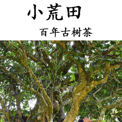 2023年勐庫小荒田古樹春茶特點(diǎn)？
